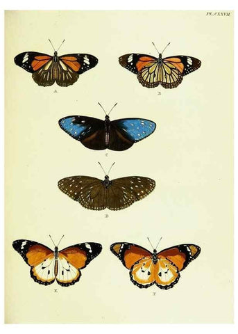 Reproducción/Reproduction 22583000776: De uitlandsche kapellen voorkomende in de drie waereld-deelen, Asia, Africa en America,. Amsteldam,Chez S. J. Baalde;1779-1782.