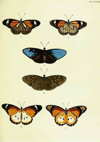 Reproducción/Reproduction 22583000776: De uitlandsche kapellen voorkomende in de drie waereld-deelen, Asia, Africa en America,. Amsteldam,Chez S. J. Baalde;1779-1782.