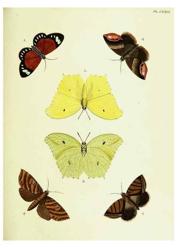 Reproducción/Reproduction 22595487922: De uitlandsche kapellen voorkomende in de drie waereld-deelen, Asia, Africa en America,. Amsteldam,Chez S. J. Baalde;1779-1782.