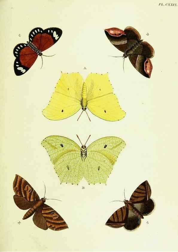 Reproducción/Reproduction 22595487922: De uitlandsche kapellen voorkomende in de drie waereld-deelen, Asia, Africa en America,. Amsteldam,Chez S. J. Baalde;1779-1782.