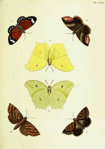 Reproducción/Reproduction 22595487922: De uitlandsche kapellen voorkomende in de drie waereld-deelen, Asia, Africa en America,. Amsteldam,Chez S. J. Baalde;1779-1782.