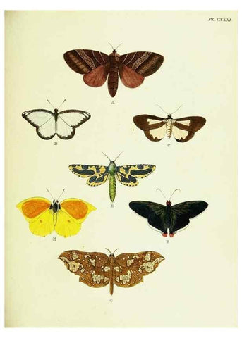 Reproducción/Reproduction 22595496362: De uitlandsche kapellen voorkomende in de drie waereld-deelen, Asia, Africa en America,. Amsteldam,Chez S. J. Baalde;1779-1782.