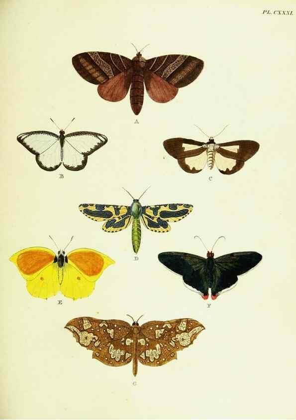 Reproducción/Reproduction 22595496362: De uitlandsche kapellen voorkomende in de drie waereld-deelen, Asia, Africa en America,. Amsteldam,Chez S. J. Baalde;1779-1782.