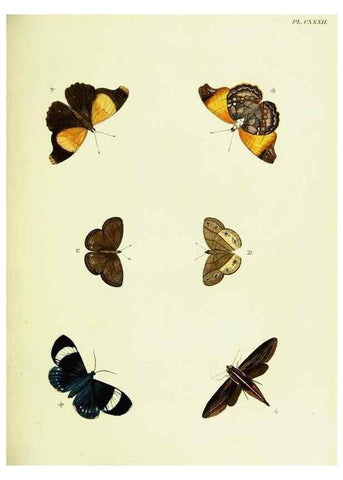 Reproducción/Reproduction 22595499792: De uitlandsche kapellen voorkomende in de drie waereld-deelen, Asia, Africa en America,. Amsteldam,Chez S. J. Baalde;1779-1782.