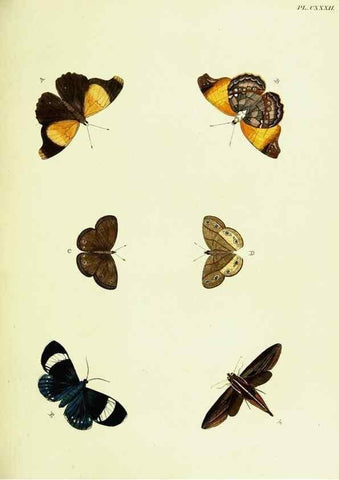Reproducción/Reproduction 22595499792: De uitlandsche kapellen voorkomende in de drie waereld-deelen, Asia, Africa en America,. Amsteldam,Chez S. J. Baalde;1779-1782.