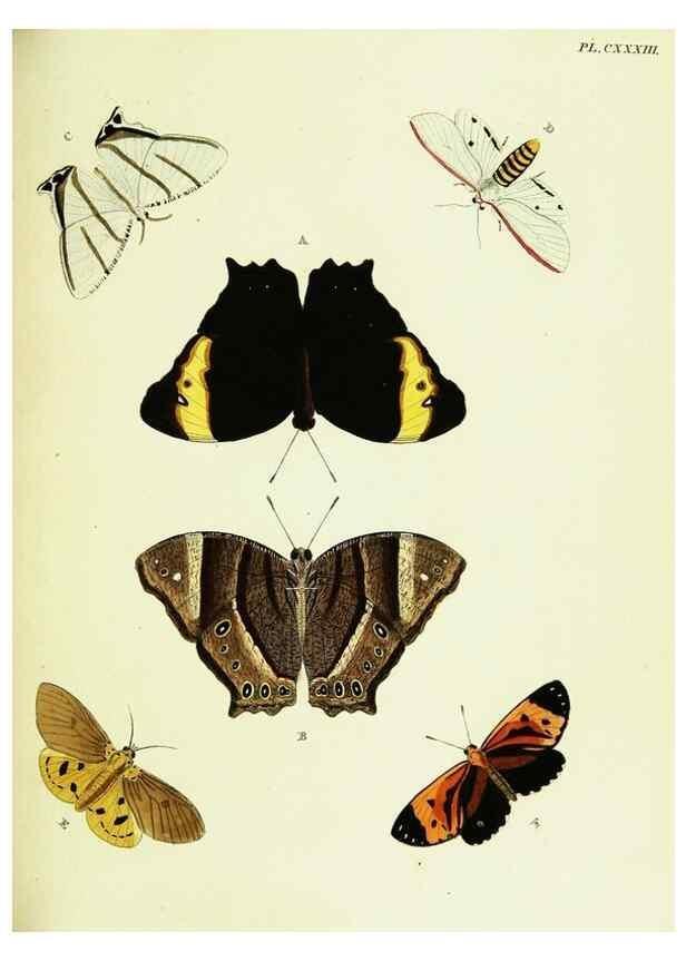 Reproducción/Reproduction 21987871703: De uitlandsche kapellen voorkomende in de drie waereld-deelen, Asia, Africa en America,. Amsteldam,Chez S. J. Baalde;1779-1782.