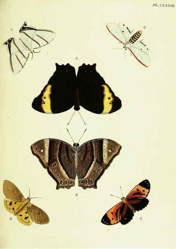 Reproducción/Reproduction 21987871703: De uitlandsche kapellen voorkomende in de drie waereld-deelen, Asia, Africa en America,. Amsteldam,Chez S. J. Baalde;1779-1782.