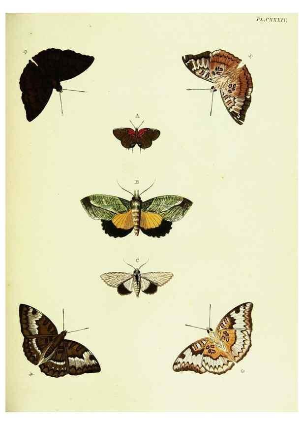 Reproducción/Reproduction 22595506832: De uitlandsche kapellen voorkomende in de drie waereld-deelen, Asia, Africa en America,. Amsteldam,Chez S. J. Baalde;1779-1782.