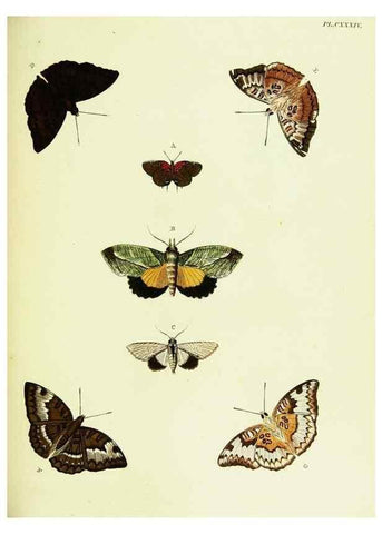 Reproducción/Reproduction 22595506832: De uitlandsche kapellen voorkomende in de drie waereld-deelen, Asia, Africa en America,. Amsteldam,Chez S. J. Baalde;1779-1782.