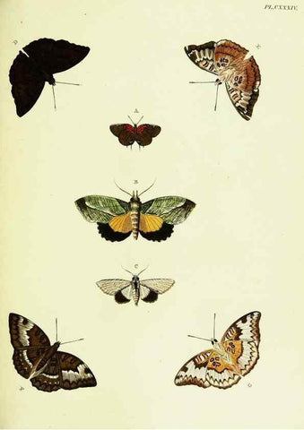 Reproducción/Reproduction 22595506832: De uitlandsche kapellen voorkomende in de drie waereld-deelen, Asia, Africa en America,. Amsteldam,Chez S. J. Baalde;1779-1782.