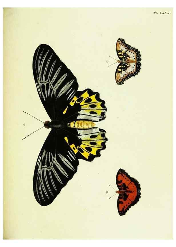 Reproducción/Reproduction 22595510042: De uitlandsche kapellen voorkomende in de drie waereld-deelen, Asia, Africa en America,. Amsteldam,Chez S. J. Baalde;1779-1782.