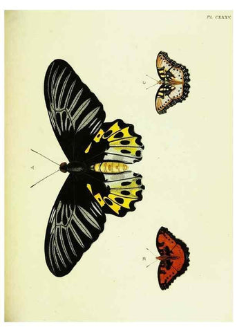 Reproducción/Reproduction 22595510042: De uitlandsche kapellen voorkomende in de drie waereld-deelen, Asia, Africa en America,. Amsteldam,Chez S. J. Baalde;1779-1782.
