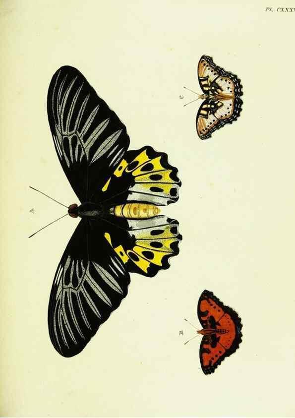 Reproducción/Reproduction 22595510042: De uitlandsche kapellen voorkomende in de drie waereld-deelen, Asia, Africa en America,. Amsteldam,Chez S. J. Baalde;1779-1782.
