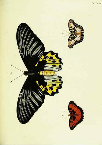 Reproducción/Reproduction 22595510042: De uitlandsche kapellen voorkomende in de drie waereld-deelen, Asia, Africa en America,. Amsteldam,Chez S. J. Baalde;1779-1782.