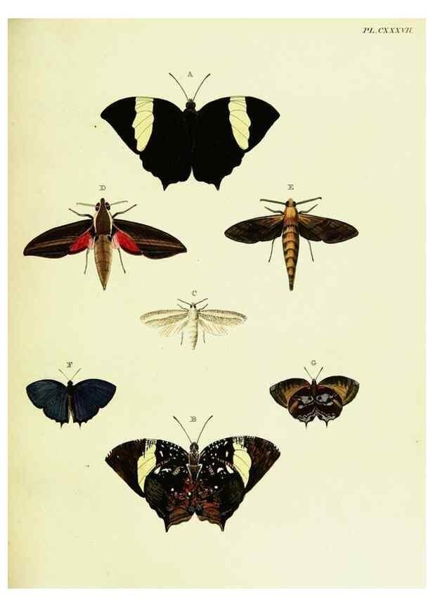 Reproducción/Reproduction 21987888423: De uitlandsche kapellen voorkomende in de drie waereld-deelen, Asia, Africa en America,. Amsteldam,Chez S. J. Baalde;1779-1782.