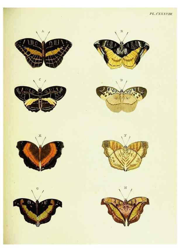 Reproducción/Reproduction 22609054395: De uitlandsche kapellen voorkomende in de drie waereld-deelen, Asia, Africa en America,. Amsteldam,Chez S. J. Baalde;1779-1782.