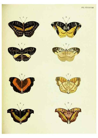 Reproducción/Reproduction 22609054395: De uitlandsche kapellen voorkomende in de drie waereld-deelen, Asia, Africa en America,. Amsteldam,Chez S. J. Baalde;1779-1782.