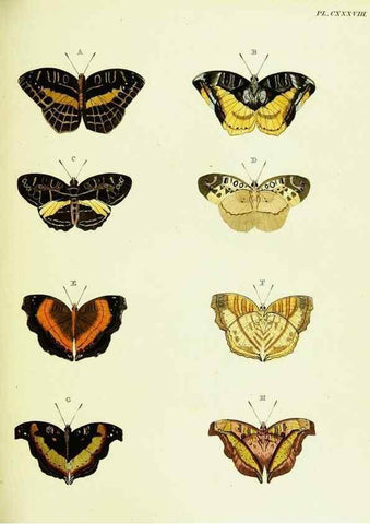 Reproducción/Reproduction 22609054395: De uitlandsche kapellen voorkomende in de drie waereld-deelen, Asia, Africa en America,. Amsteldam,Chez S. J. Baalde;1779-1782.