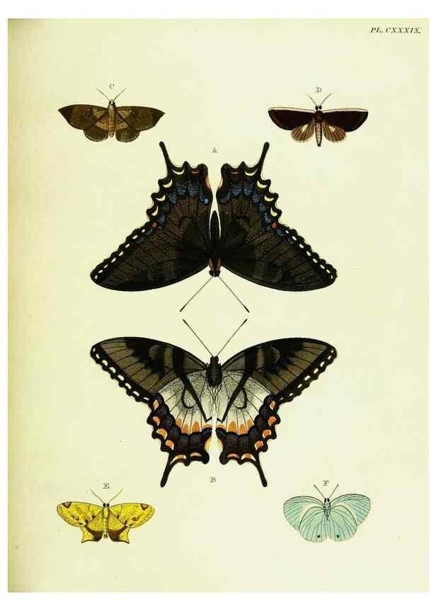 Reproducción/Reproduction 22595528062: De uitlandsche kapellen voorkomende in de drie waereld-deelen, Asia, Africa en America,. Amsteldam,Chez S. J. Baalde;1779-1782.