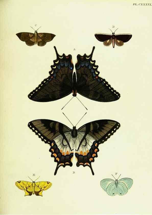 Reproducción/Reproduction 22595528062: De uitlandsche kapellen voorkomende in de drie waereld-deelen, Asia, Africa en America,. Amsteldam,Chez S. J. Baalde;1779-1782.