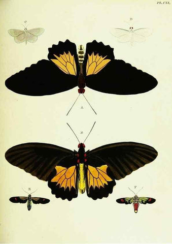 Reproducción/Reproduction 21987901613: De uitlandsche kapellen voorkomende in de drie waereld-deelen, Asia, Africa en America,. Amsteldam,Chez S. J. Baalde;1779-1782.