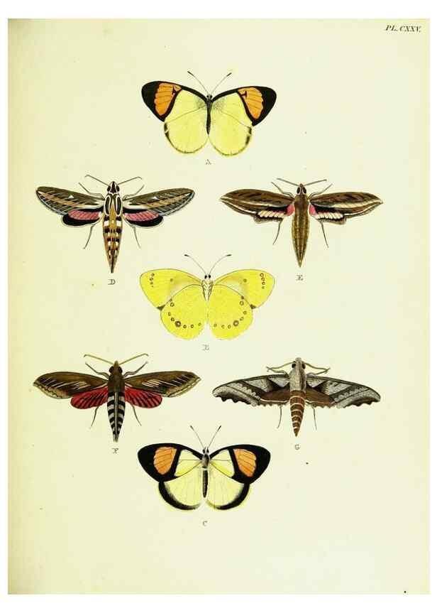 Reproducción/Reproduction 22595473432: De uitlandsche kapellen voorkomende in de drie waereld-deelen, Asia, Africa en America,. Amsteldam,Chez S. J. Baalde;1779-1782.