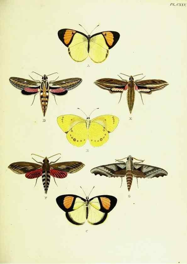 Reproducción/Reproduction 22595473432: De uitlandsche kapellen voorkomende in de drie waereld-deelen, Asia, Africa en America,. Amsteldam,Chez S. J. Baalde;1779-1782.