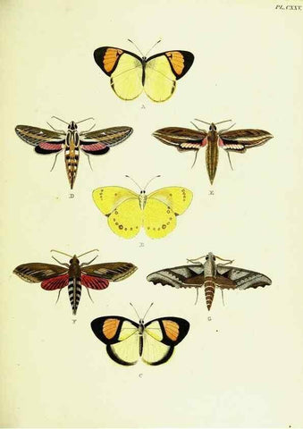 Reproducción/Reproduction 22595473432: De uitlandsche kapellen voorkomende in de drie waereld-deelen, Asia, Africa en America,. Amsteldam,Chez S. J. Baalde;1779-1782.