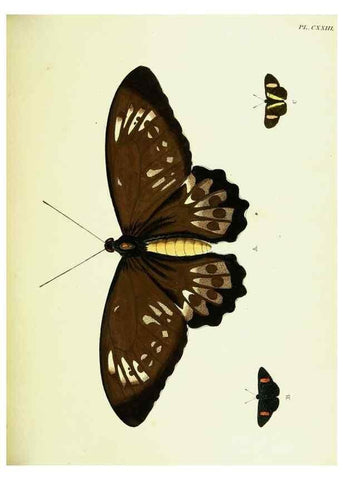 Reproducción/Reproduction 22421058380: De uitlandsche kapellen voorkomende in de drie waereld-deelen, Asia, Africa en America,. Amsteldam,Chez S. J. Baalde;1779-1782.