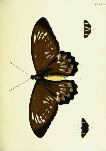 Reproducción/Reproduction 22421058380: De uitlandsche kapellen voorkomende in de drie waereld-deelen, Asia, Africa en America,. Amsteldam,Chez S. J. Baalde;1779-1782.