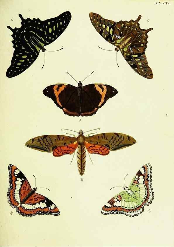 Reproducción/Reproduction 21986144244: De uitlandsche kapellen voorkomende in de drie waereld-deelen, Asia, Africa en America,. Amsteldam,Chez S. J. Baalde;1779-1782.