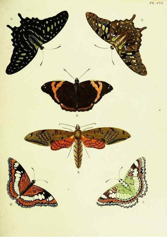 Reproducción/Reproduction 21986144244: De uitlandsche kapellen voorkomende in de drie waereld-deelen, Asia, Africa en America,. Amsteldam,Chez S. J. Baalde;1779-1782.