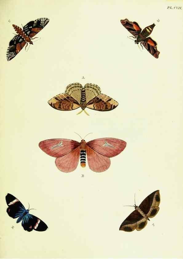 Reproducción/Reproduction 21987763423: De uitlandsche kapellen voorkomende in de drie waereld-deelen, Asia, Africa en America,. Amsteldam,Chez S. J. Baalde;1779-1782.