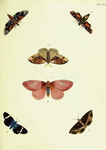 Reproducción/Reproduction 21987763423: De uitlandsche kapellen voorkomende in de drie waereld-deelen, Asia, Africa en America,. Amsteldam,Chez S. J. Baalde;1779-1782.