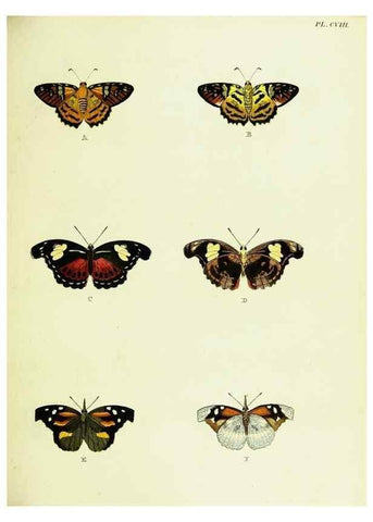 Reproducción/Reproduction 22420997620: De uitlandsche kapellen voorkomende in de drie waereld-deelen, Asia, Africa en America,. Amsteldam,Chez S. J. Baalde;1779-1782.