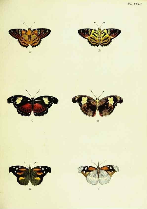 Reproducción/Reproduction 22420997620: De uitlandsche kapellen voorkomende in de drie waereld-deelen, Asia, Africa en America,. Amsteldam,Chez S. J. Baalde;1779-1782.