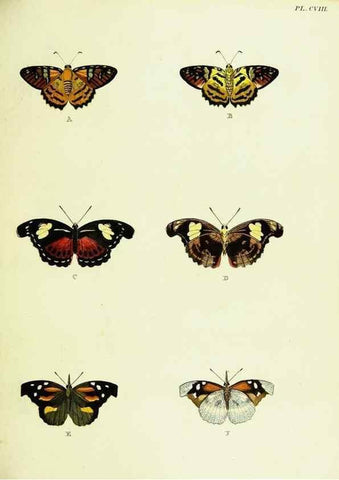 Reproducción/Reproduction 22420997620: De uitlandsche kapellen voorkomende in de drie waereld-deelen, Asia, Africa en America,. Amsteldam,Chez S. J. Baalde;1779-1782.