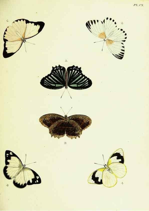 Reproducción/Reproduction 22421005380: De uitlandsche kapellen voorkomende in de drie waereld-deelen, Asia, Africa en America,. Amsteldam,Chez S. J. Baalde;1779-1782.