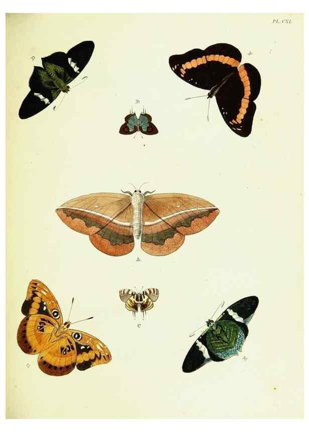 Reproducción/Reproduction 22582932016: De uitlandsche kapellen voorkomende in de drie waereld-deelen, Asia, Africa en America,. Amsteldam,Chez S. J. Baalde;1779-1782.