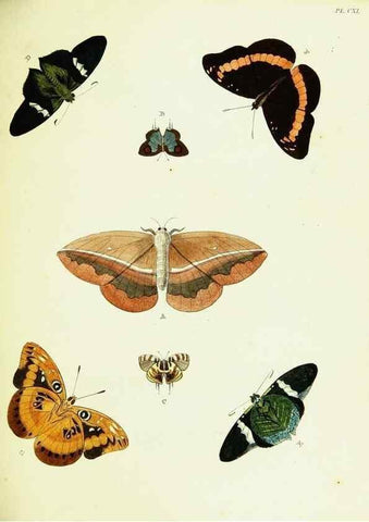 Reproducción/Reproduction 22582932016: De uitlandsche kapellen voorkomende in de drie waereld-deelen, Asia, Africa en America,. Amsteldam,Chez S. J. Baalde;1779-1782.