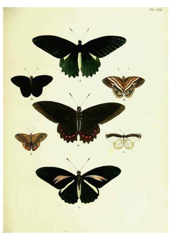 Reproducción/Reproduction 22582935486: De uitlandsche kapellen voorkomende in de drie waereld-deelen, Asia, Africa en America,. Amsteldam,Chez S. J. Baalde;1779-1782.