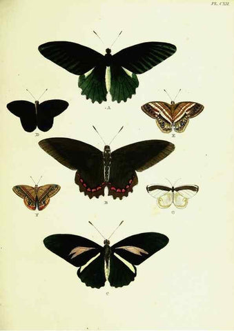 Reproducción/Reproduction 22582935486: De uitlandsche kapellen voorkomende in de drie waereld-deelen, Asia, Africa en America,. Amsteldam,Chez S. J. Baalde;1779-1782.