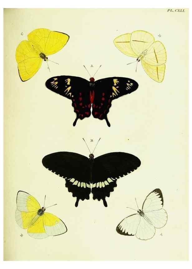 Reproducción/Reproduction 22583057926: De uitlandsche kapellen voorkomende in de drie waereld-deelen, Asia, Africa en America,. Amsteldam,Chez S. J. Baalde;1779-1782.