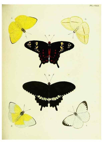 Reproducción/Reproduction 22583057926: De uitlandsche kapellen voorkomende in de drie waereld-deelen, Asia, Africa en America,. Amsteldam,Chez S. J. Baalde;1779-1782.
