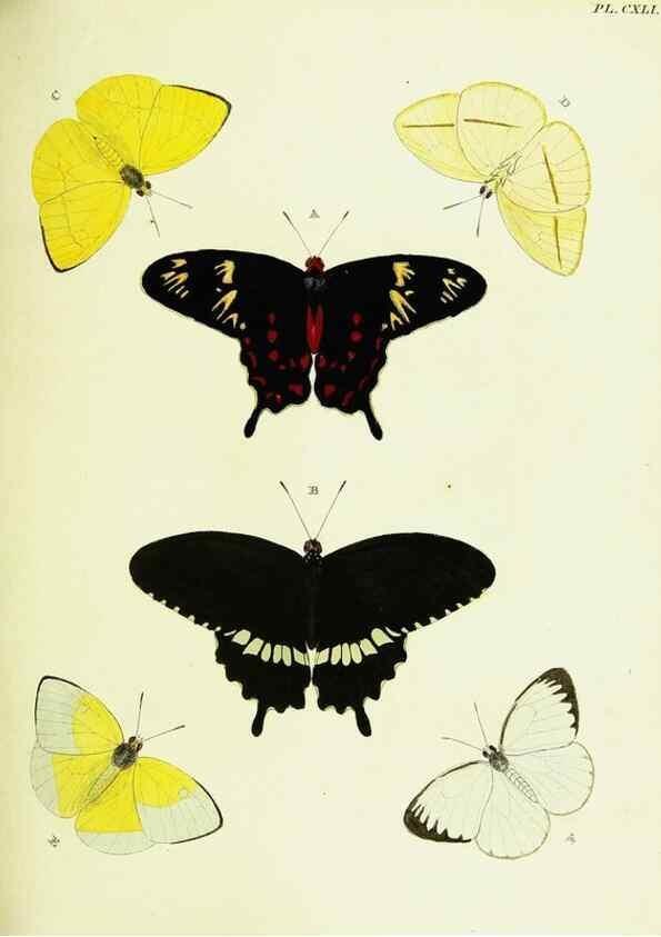 Reproducción/Reproduction 22583057926: De uitlandsche kapellen voorkomende in de drie waereld-deelen, Asia, Africa en America,. Amsteldam,Chez S. J. Baalde;1779-1782.