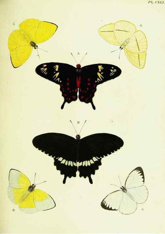 Reproducción/Reproduction 22583057926: De uitlandsche kapellen voorkomende in de drie waereld-deelen, Asia, Africa en America,. Amsteldam,Chez S. J. Baalde;1779-1782.