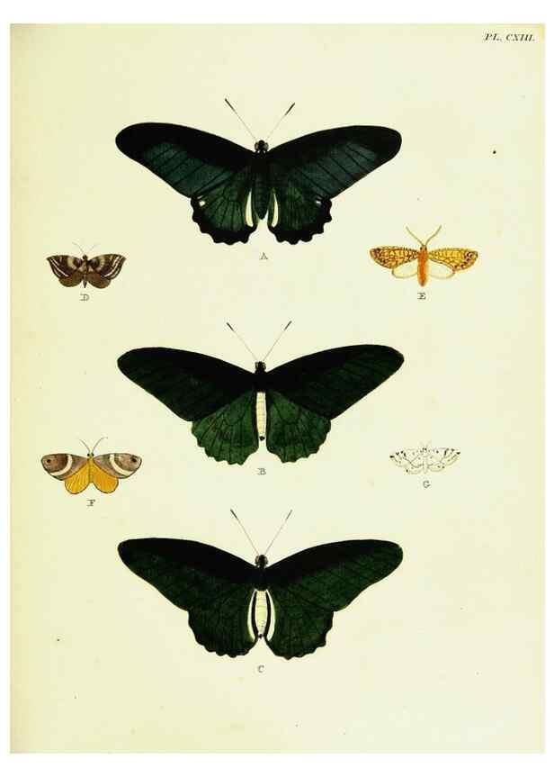 Reproducción/Reproduction 22608951495: De uitlandsche kapellen voorkomende in de drie waereld-deelen, Asia, Africa en America,. Amsteldam,Chez S. J. Baalde;1779-1782.