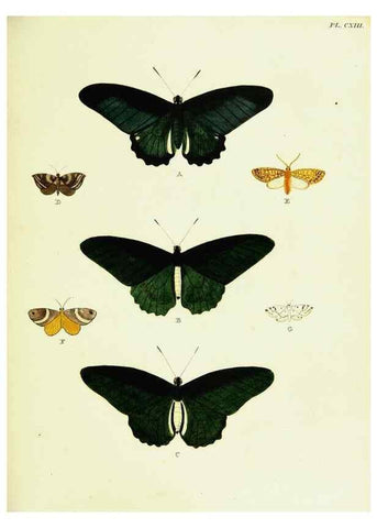 Reproducción/Reproduction 22608951495: De uitlandsche kapellen voorkomende in de drie waereld-deelen, Asia, Africa en America,. Amsteldam,Chez S. J. Baalde;1779-1782.