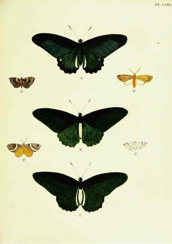 Reproducción/Reproduction 22608951495: De uitlandsche kapellen voorkomende in de drie waereld-deelen, Asia, Africa en America,. Amsteldam,Chez S. J. Baalde;1779-1782.