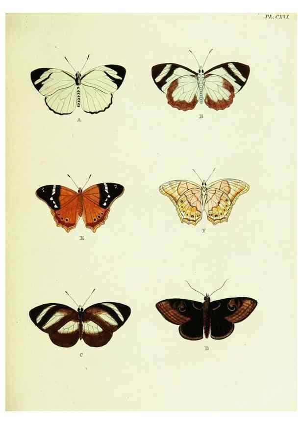Reproducción/Reproduction 22620174921: De uitlandsche kapellen voorkomende in de drie waereld-deelen, Asia, Africa en America,. Amsteldam,Chez S. J. Baalde;1779-1782.